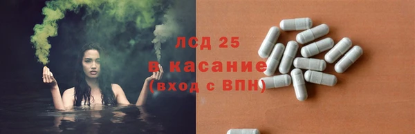 сатива Новозыбков