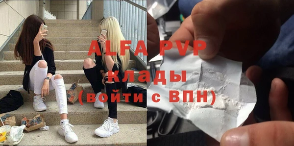 сатива Новозыбков