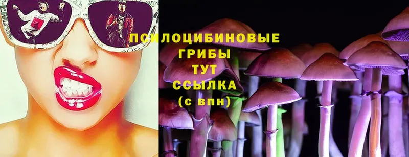 Галлюциногенные грибы Psilocybe  блэк спрут ТОР  Ужур 